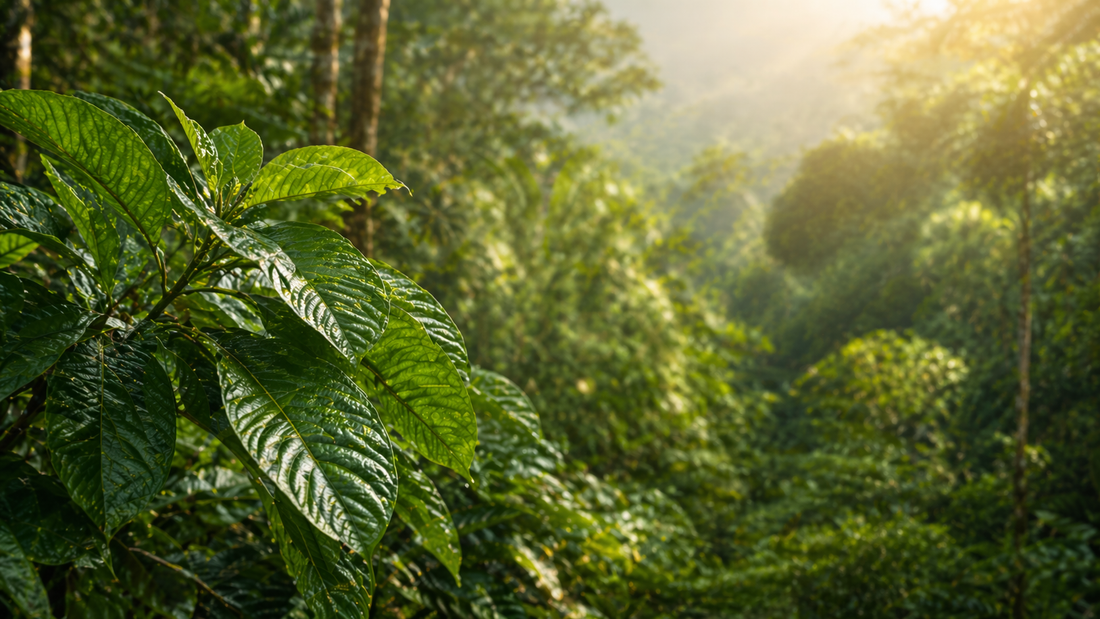 Kratom leaves (Mitragyna speciosa) growing in a lush Indonesian rainforest environment